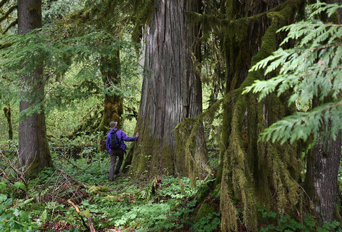 Board Members and Advisors – North Cascades Conservation Council